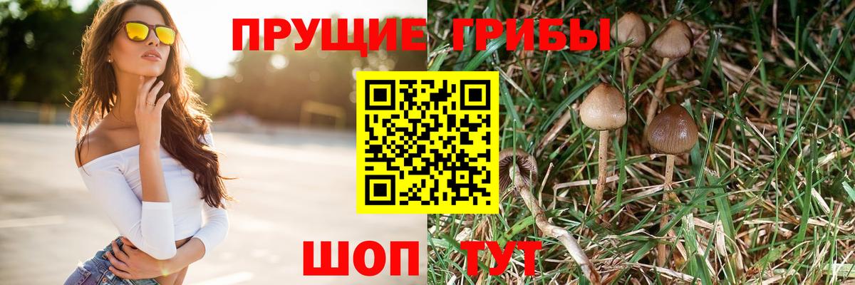 купить наркотики сайты  Галлюциногенные грибы Psilocybe  Вход с VPN  Псилоцибиновые грибы Psilocybine cubensis  Вышний Волочёк 